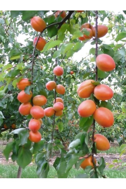 Абрикос Wonder Cot  